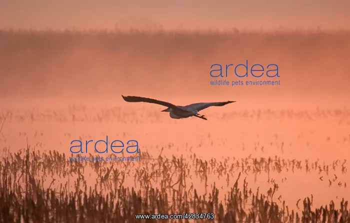 : Grey Heron - flying in Misty Sunrise : Grey Heron - flying in Misty Sunrise