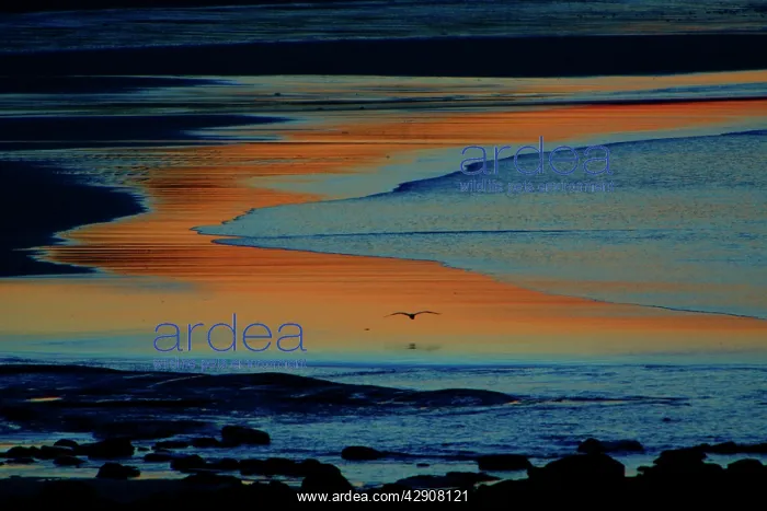 : Grey Heron - flying over twilight lite estuary : Grey Heron - flying over twilight lite estuary