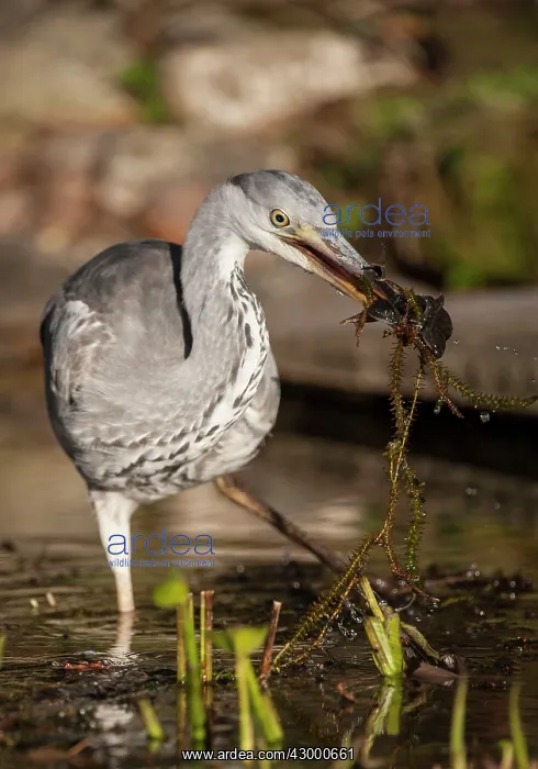 : Grey Heron. in garden pond - frog prey in bill : Grey Heron. in garden pond - frog prey in bill
