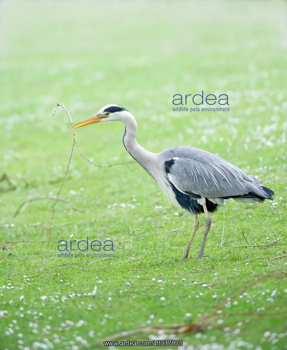 : Grey Heron - gathering nest material : Grey Heron - gathering nest material