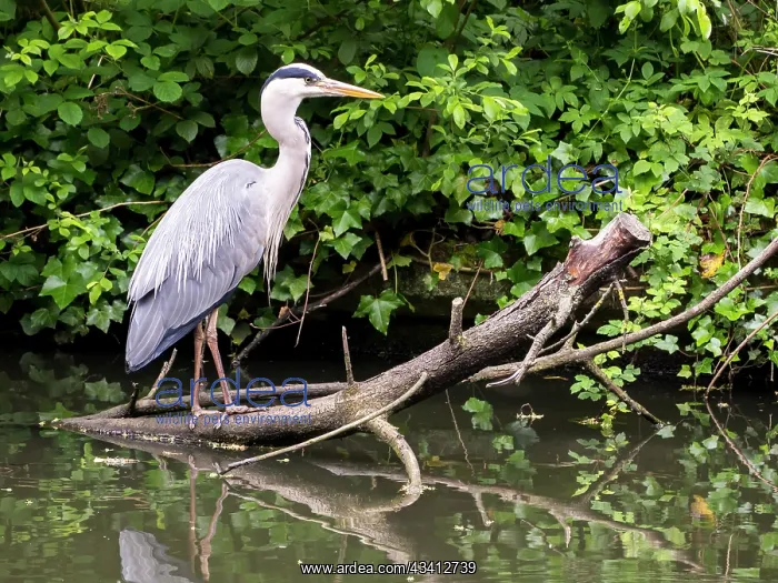 : Grey Heron - Grand Union canal Birmingham UK : Grey Heron - Grand Union canal Birmingham UK