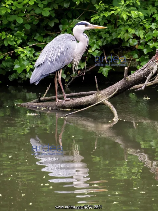 : Grey Heron - Grand Union canal Birmingham UK : Grey Heron - Grand Union canal Birmingham UK