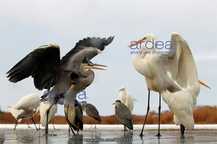 : Grey Heron against a Great Egret : Grey Heron against a Great Egret
