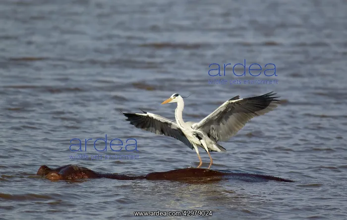 : Grey Heron - The heron just landed on the back : Grey Heron - The heron just landed on the back