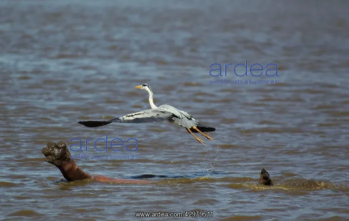 : Grey Heron - The heron used the back of the hippopotamus : Grey Heron - The heron used the back of the hippopotamus
