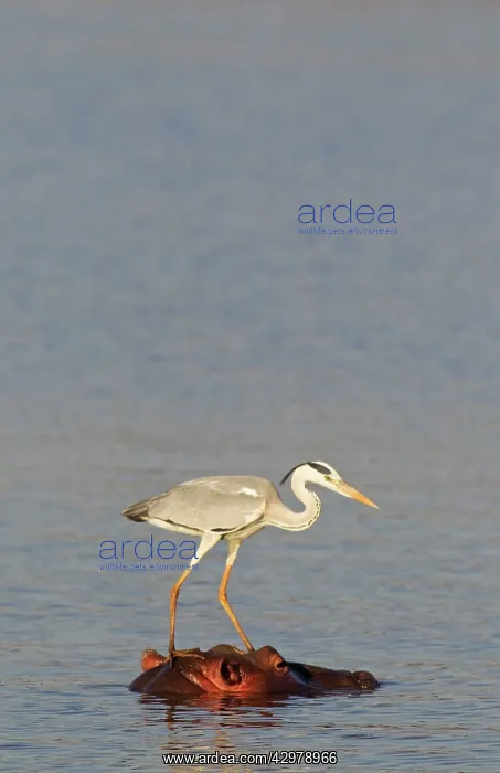 : Grey Heron - The heron uses the head of the unconcerned : Grey Heron - The heron uses the head of the unconcerned
