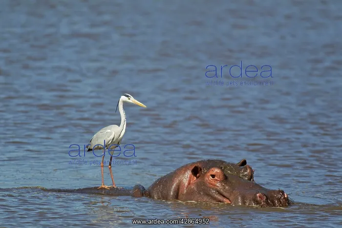 : Grey Heron - The heron uses the back of the unconcerned : Grey Heron - The heron uses the back of the unconcerned