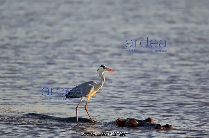 : Grey Heron - The heron uses the back of the unconcerned : Grey Heron - The heron uses the back of the unconcerned