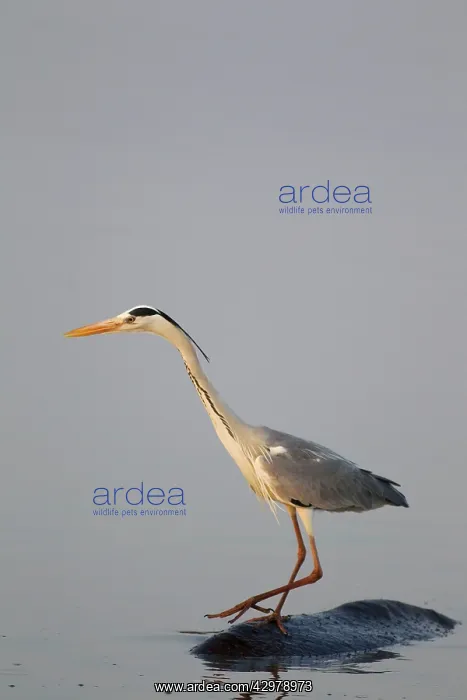 : Grey Heron - The heron uses the back of the unconcerned : Grey Heron - The heron uses the back of the unconcerned