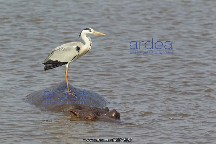 : Grey Heron - The heron uses the back of the unconcerned : Grey Heron - The heron uses the back of the unconcerned