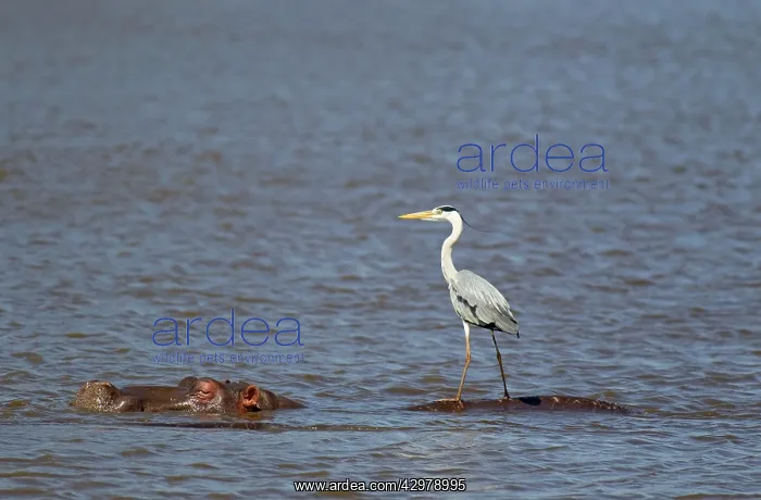 : Grey Heron - The heron uses the back of the unconcerned : Grey Heron - The heron uses the back of the unconcerned
