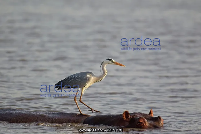 : Grey Heron - The heron uses the back of the unconcerned : Grey Heron - The heron uses the back of the unconcerned