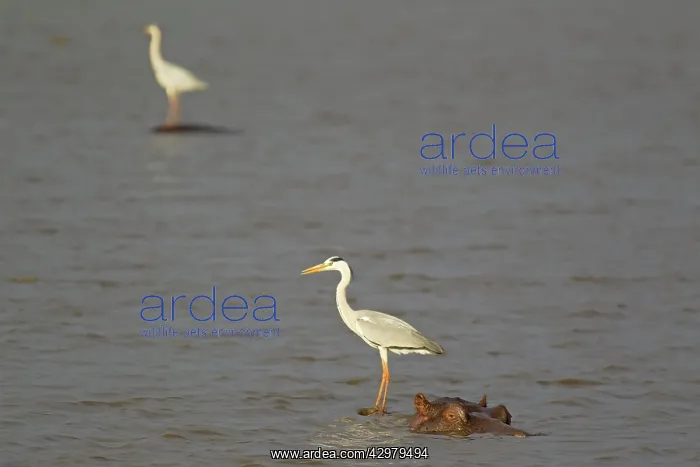 : Grey Heron - The heron uses the back of the unconcerned : Grey Heron - The heron uses the back of the unconcerned