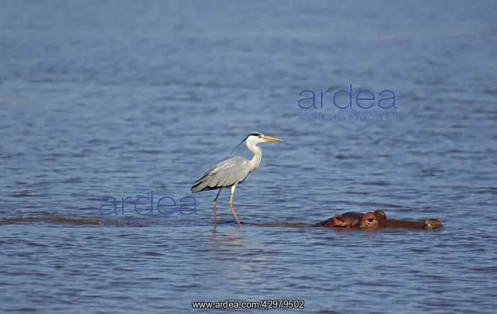 : Grey Heron - The heron uses the back of the unconcerned : Grey Heron - The heron uses the back of the unconcerned