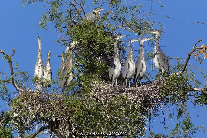 : Grey Heron - heronry : Grey Heron - heronry