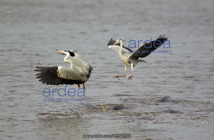 : Grey Heron - Hostile attack of a heron and flight : Grey Heron - Hostile attack of a heron and flight