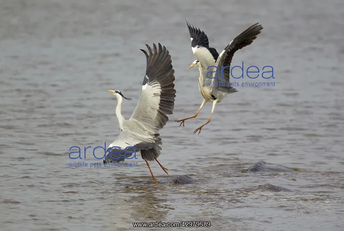 : Grey Heron - Hostile attack of a heron and flight : Grey Heron - Hostile attack of a heron and flight