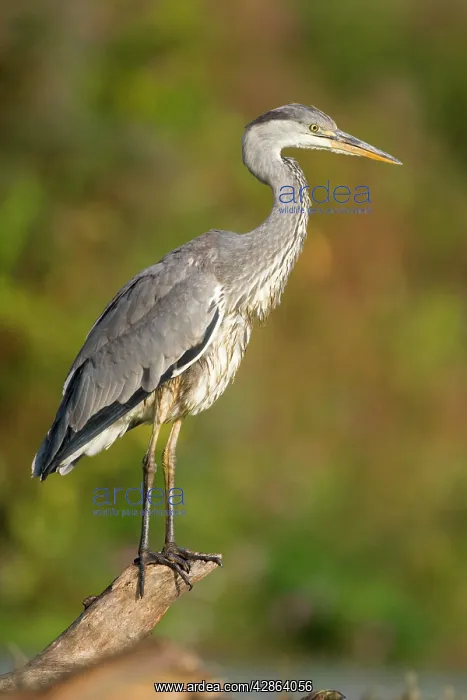 : Grey Heron - Immature bird perched on floating log : Grey Heron - Immature bird perched on floating log