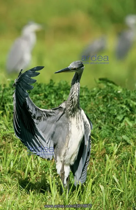 : Grey Heron - Immature, wing outstrectched : Grey Heron - Immature, wing outstrectched