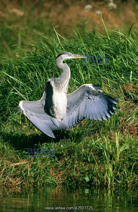  : Grey Heron - immature, wings out