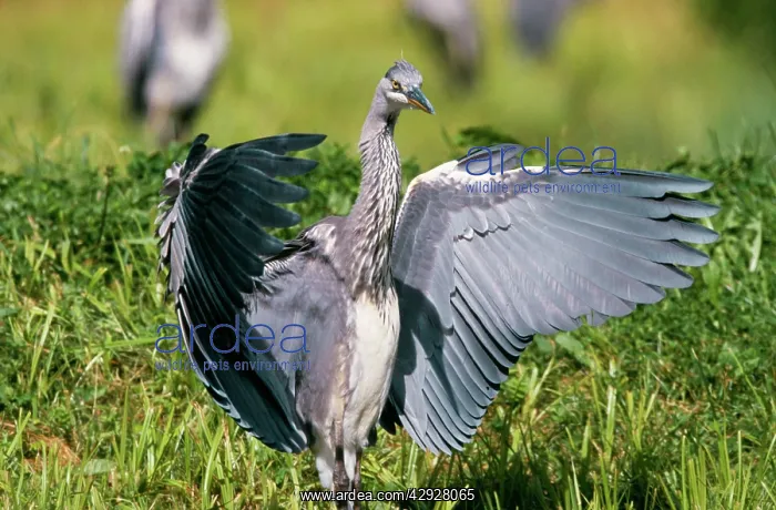 : Grey HERON - immature, with wings outstretched : Grey HERON - immature, with wings outstretched