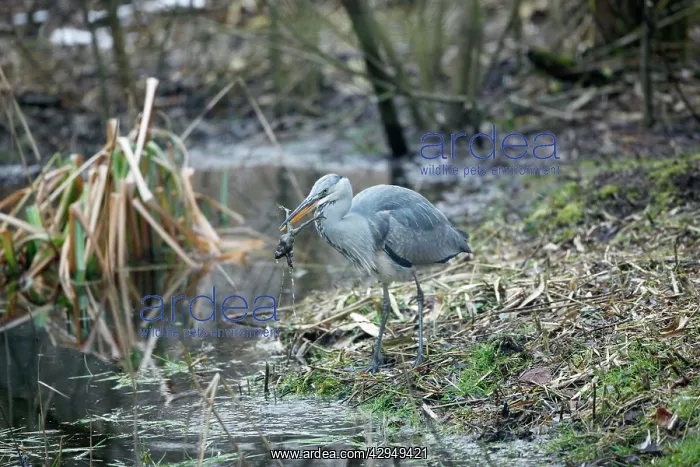  : Grey Heron - Juvenile catches Common Toad (Bufo bufo)