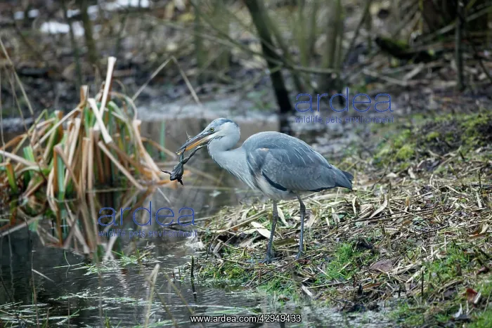 : Grey Heron - Juvenile catches Common Toad (Bufo bufo) : Grey Heron - Juvenile catches Common Toad (Bufo bufo)