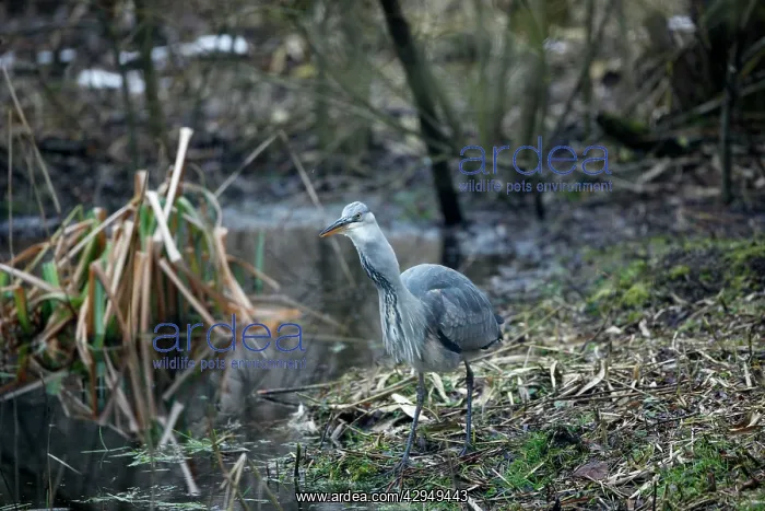 : Grey Heron - Juvenile swallowing Common Toad (Bufo bufo) : Grey Heron - Juvenile swallowing Common Toad (Bufo bufo)