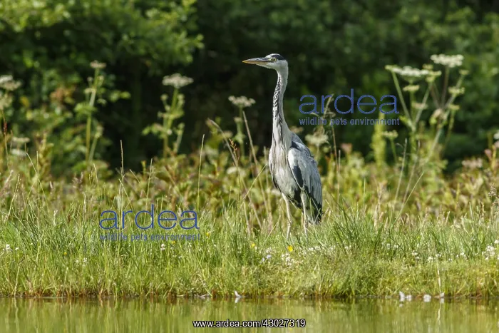 : Grey Heron - on lake shore - Scotland, United Kingdom : Grey Heron - on lake shore - Scotland, United Kingdom