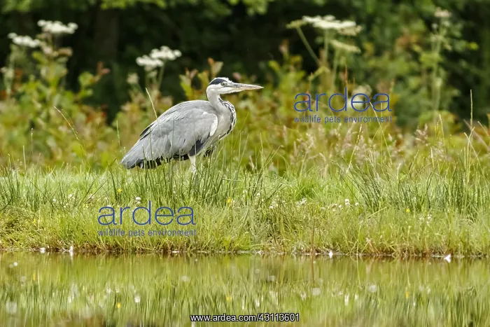 : Grey Heron - on lake shore - Scotland, United Kingdom : Grey Heron - on lake shore - Scotland, United Kingdom