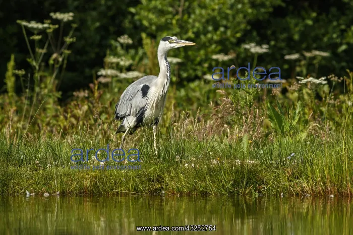 : Grey Heron - on lake shore - Scotland, United Kingdom : Grey Heron - on lake shore - Scotland, United Kingdom