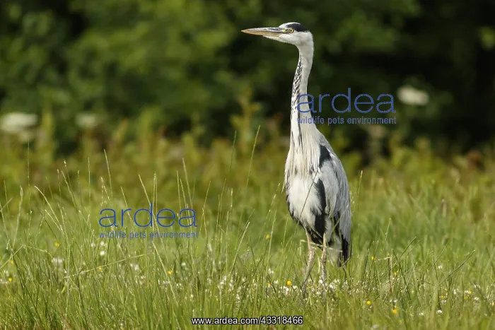 : Grey Heron - on lake shore - Scotland, United Kingdom : Grey Heron - on lake shore - Scotland, United Kingdom