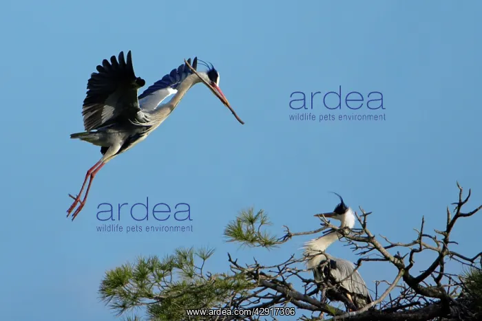 : Grey Heron - landing at nesting colony, with nest : Grey Heron - landing at nesting colony, with nest