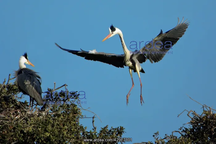  : Grey Heron - landing at nesting colony in tree