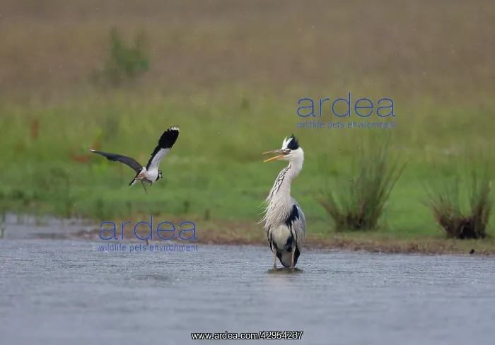 : Grey Heron - Lapwing (vanellus vanellus) attacking : Grey Heron - Lapwing (vanellus vanellus) attacking