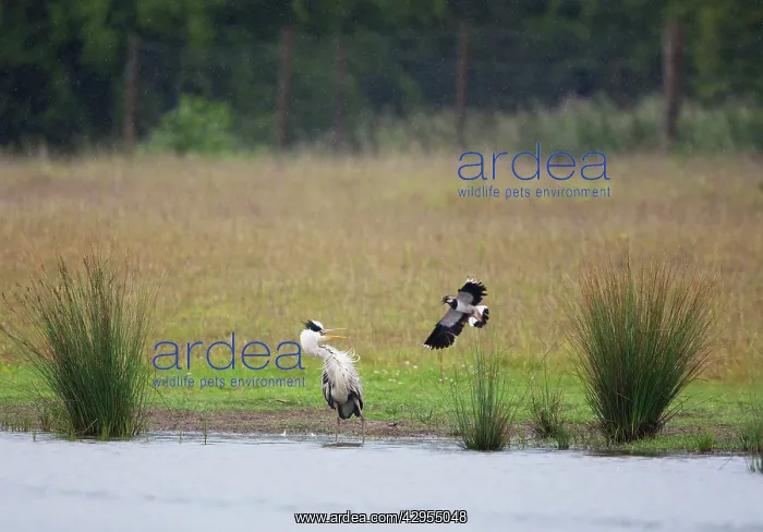 : Grey Heron - Lapwing (Vanellus vanellus) attacking : Grey Heron - Lapwing (Vanellus vanellus) attacking