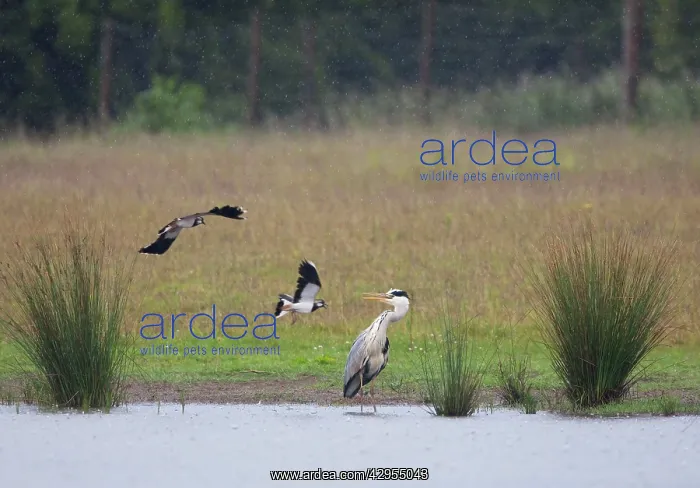 : Grey Heron - Lapwings (Vanellus vanellus) attacking : Grey Heron - Lapwings (Vanellus vanellus) attacking