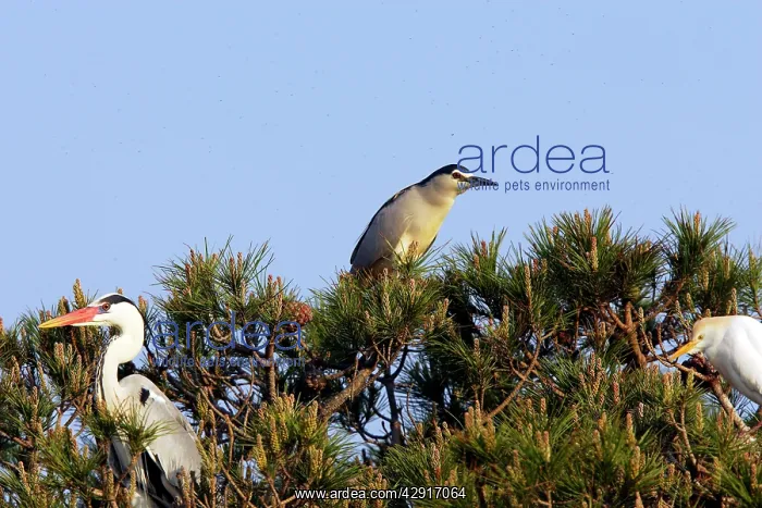 : Grey Heron - with Night Heron & Cattle Egret : Grey Heron - with Night Heron & Cattle Egret