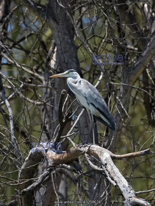 : Grey heron perched on dead tree : Grey heron perched on dead tree