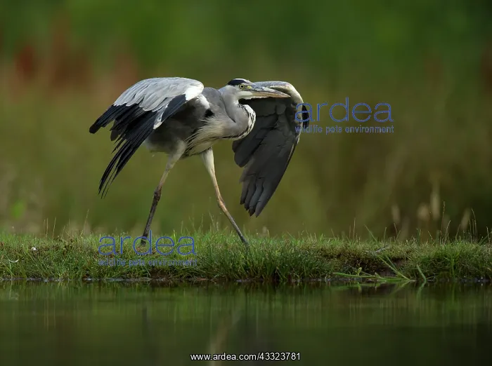 : Grey Heron - by pool - August : Grey Heron - by pool - August