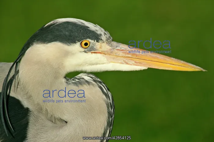 : Grey heron - portrait of adult : Grey heron - portrait of adult