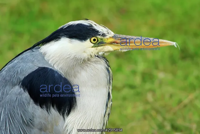  : Grey Heron - portrait of resting bird