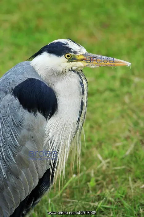 : Grey Heron - portrait of resting bird : Grey Heron - portrait of resting bird