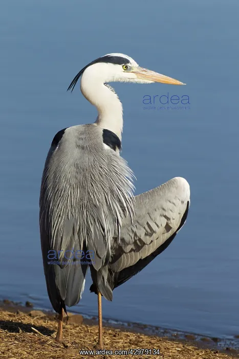: Grey Heron - preening at the lakeshore : Grey Heron - preening at the lakeshore