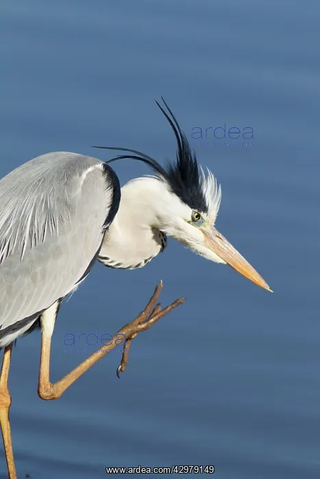 : Grey Heron - preening at the lakeshore : Grey Heron - preening at the lakeshore
