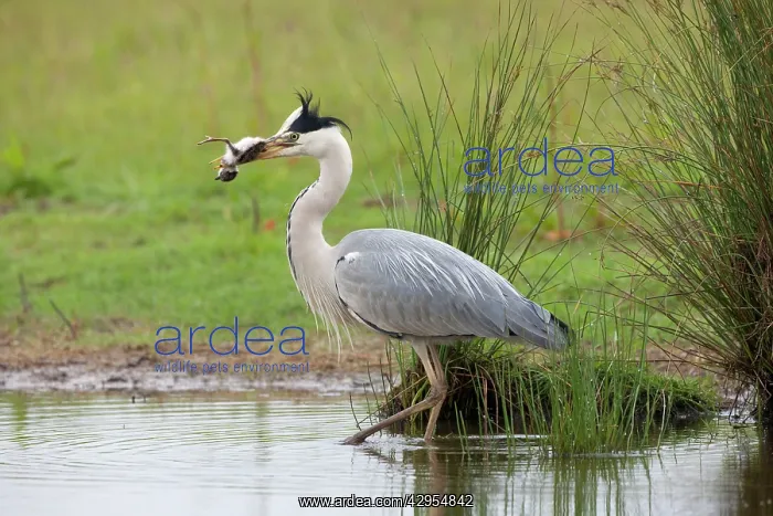  : Grey Heron - Preying on Lapwing chick