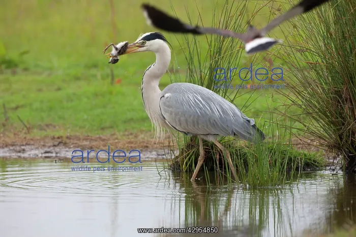 : Grey Heron preying on Lapwing chick - with adult : Grey Heron preying on Lapwing chick - with adult