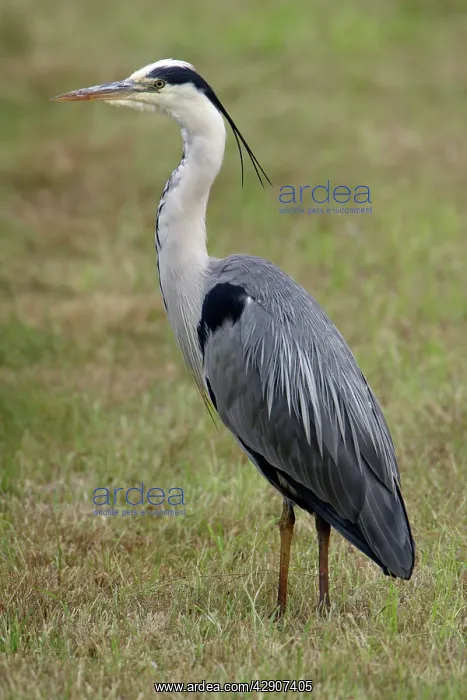 : Grey Heron - resting on meadow : Grey Heron - resting on meadow