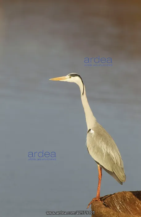 : Grey Heron - on rim of a concrete overflow drainage : Grey Heron - on rim of a concrete overflow drainage
