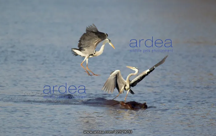 : Grey Heron - Two rivals dispute over the best hunting : Grey Heron - Two rivals dispute over the best hunting